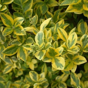 Ligustrum Oval. Aureum - Lemn cainesc - Ghiveci 2L - H 40 - 50 cm - Img 2