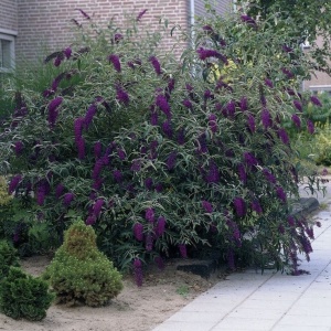 Liliac de Vara – Buddleja davidii Black Knight – Ghiveci P15 – Ghiveci - Aqua Flowers - Img 3