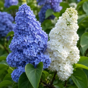 | Liliac Dublu Blue Beauty Syringa - Ghiveci 2L