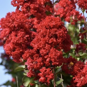 Liliac Indian – Indica Red – Ghiveci 2L