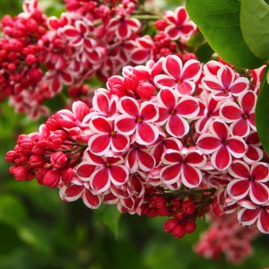 Liliac Syringa – bicolor alb cu roșu - Ghiveci 2L