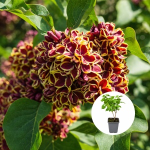 Liliac Syringa – bicolor galben cu roșu - Ghiveci P9