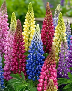 Lupinus - Mix – Pachet 3 rădăcini - Img 2