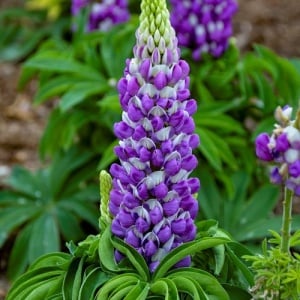 Lupinus - Purple – Pachet 1 Rădăcină - Aqua Flowers - Img 2