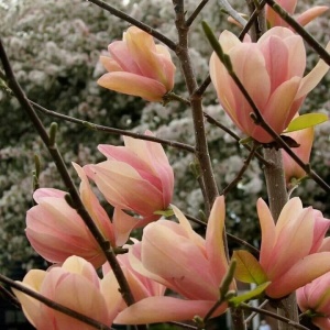 Magnolia Coral Lake - Ghiveci 3L - H 100 - 110 cm - Img 2