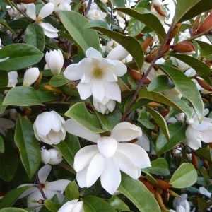 Magnolia Cream Fairy - Ghiveci 3L - H 100 - 110 cm - Img 2