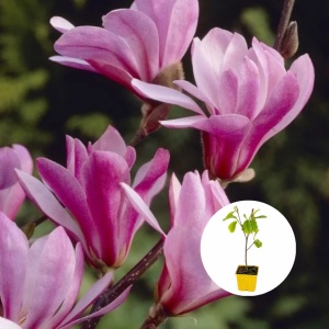 Magnolia - Susan - Ghiveci P9 - H 30 cm