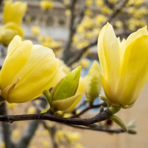 Magnolia Yellow Bird – Ghiveci 3L - H 100 - 110 cm - Img 2