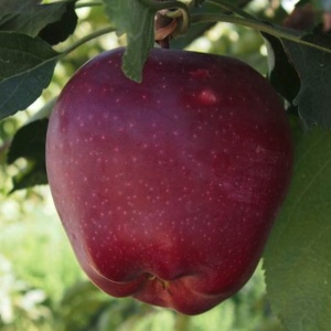 Măr Starkrimson - Anul 2-3 - Rădăcină Ambalată