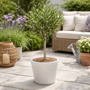 Maslin – Ghiveci Ceramica – H 50 cm - 60 cm