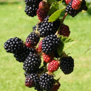 Mur - Pom - Rădăcină Ambalată pentru Recolte Sănătoase și Delicioase