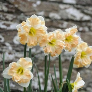 Narcise - Cum Laude – pachet 3 bulbi