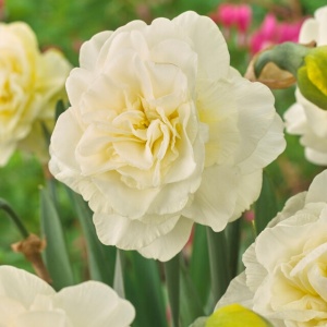 Narcise Duble - Obdam – Pachet 3 bulbi