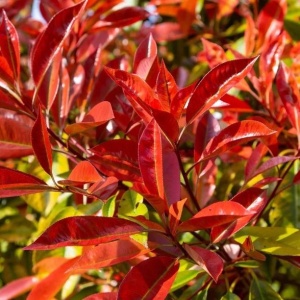 Photinia fraseri Red – Ghiveci P12 - Img 2