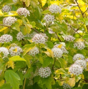 Physocarpus opulifolius Darts Gold - Ghiveci 2L - H 40 - 50 cm