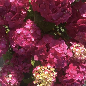 Plantă decorativă - Hortensia Hydrangea - Alpengluhen - Ghiveci 2L - Img 3