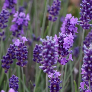 Plantă decorativă - Lavanda angustifolia 'Forever Blue' - Ghiveci 2L - Inaltime la livrare 30-40cm - Aqua Flowers - Img 3