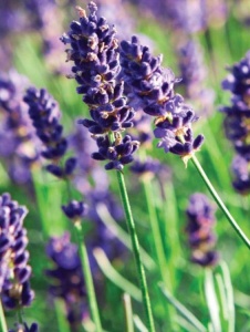 Plantă decorativă - Lavanda - Aqua Flowers - Img 1