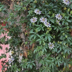 Plantă decorativă - Passiflora caerulea - ghiveci - Img 2