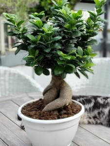 Plantă interior - Ficus Bonsai Ginseng - Aqua Flowers - Img 1