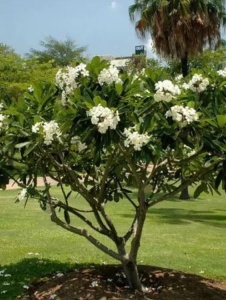 Plantă interior - Plumeria - Aqua Flowers - Img 2