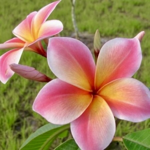 Plantă interior - Plumeria Rainbow (Frangipani) – Plantă la ghiveci - Img 2