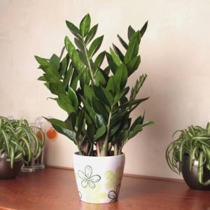 Plantă interior - Zamioculcas - Ghiveci 3L - Aqua Flowers - Img 2