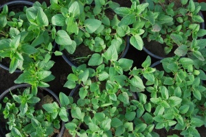 Plante aromatice - Oregano - Ghiveci - Aqua Flowers - Img 2
