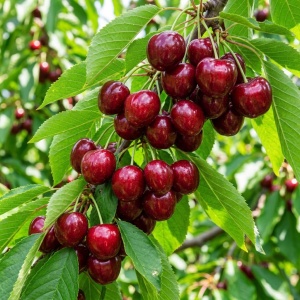 Pom fructifer- Cireș Kordia – Rădăcină Ambalată - Anul 3