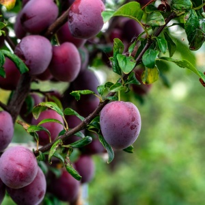 Pom fructiferi-Prun Anna-Spath – Livrare din 15 septembrie-Anul 2-3 - Rădăcină Ambalată