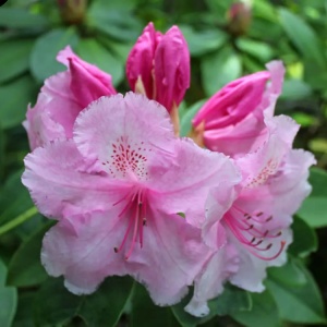Rhododendron Dame Nellie Melba (roz) - Ghiveci 2L H 50 - 60 cm