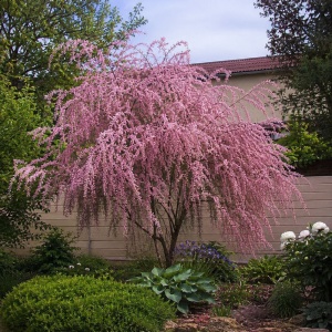 Tamarix - Cătină roșie - Ghiveci -H 80 - 100 cm