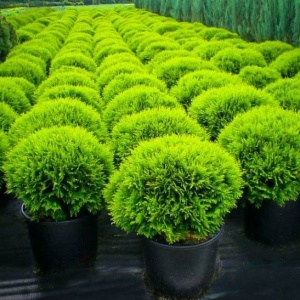 Thuja - Golden globe - ghiveci 2L