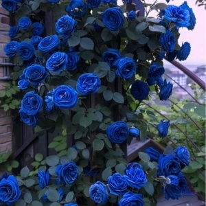 Trandafir Cățărător Albastru „Blue Delight” – Rădăcină Ambalată