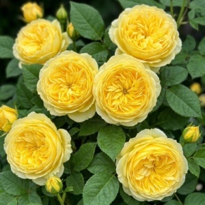 Trandafir Lemon – Rădăcină Ambalată, Anul 2