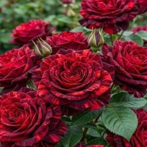 Trandafir Red Intuition – Rădăcină Ambalată, Anul 3