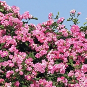 Trandafiri cățǎrători - Coral Dawn Parfumat - Rădăcină Ambalată