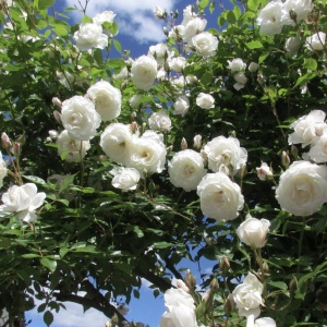 Trandafiri cățǎrători - Iceberg - Ghiveci 2L - Aqua Flowers - Img 3