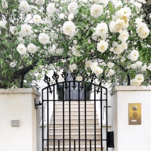 Trandafiri cățǎrători - Kordes Alaska - Rădăcină Ambalată