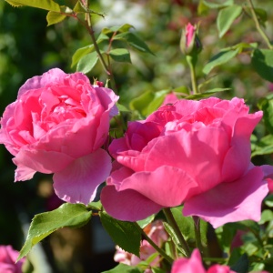 Trandafiri cățǎrători - Pink Cloud - Ghiveci 2L - Aqua Flowers - Img 3