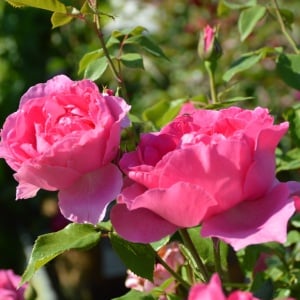 Trandafiri cățǎrători - Pink Cloud - Rădăcină Ambalată - Aqua Flowers - Img 3