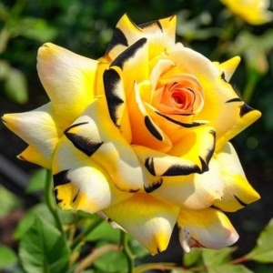 Trandafiri 'Rosa Garden' Hibrizi Solar Venom - Anul 3 - Ghiveci 2L