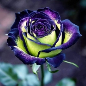Trandafiri Rosa Spectrum Hibrizi Celestial - Anul 3 - Ghiveci 2L