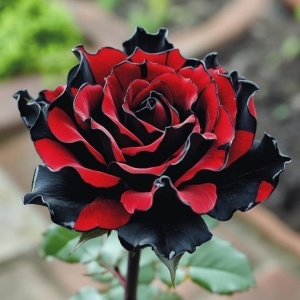 Trandafiri Rosa Spectrum Hibrizi Dark Fury - Anul 3 - Ghiveci 2L