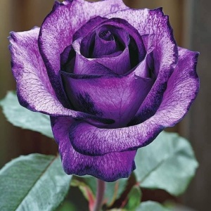 Trandafiri Teahibrid - Stardust Amethyst -Anul 3 - Ghiveci 2L