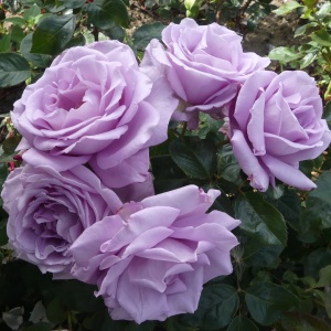 Trandafiri teahibrizi - Blue Perfume - Rădăcină ambalată - Img 2