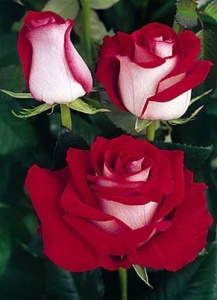 Trandafiri teahibrizi - Luxor- Ghiveci 3L