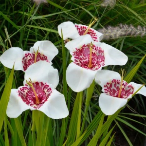 Trigridia - Grandiflora Alba – Pachet 5 bulbi - Img 2