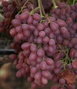 Vita de Vie - Crimson - Seedless - Fara samburi - Anul 2 - Ghiveci 2L - Aqua Flowers - Img 3