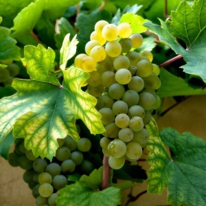 Vita de Vie - Muscat Ottonel - Butas altoit - Aqua Flowers - Img 1